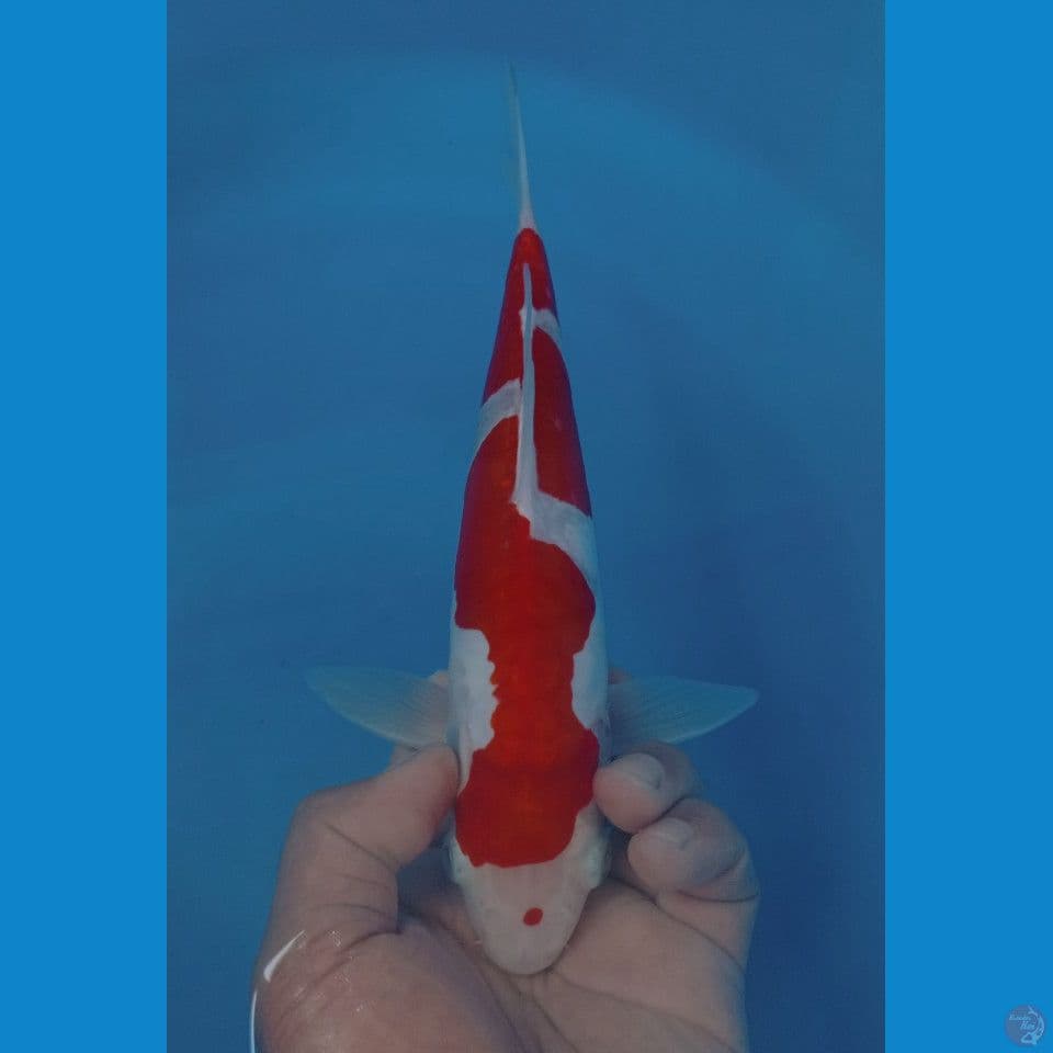 KOHAKU DOITSU 29CM