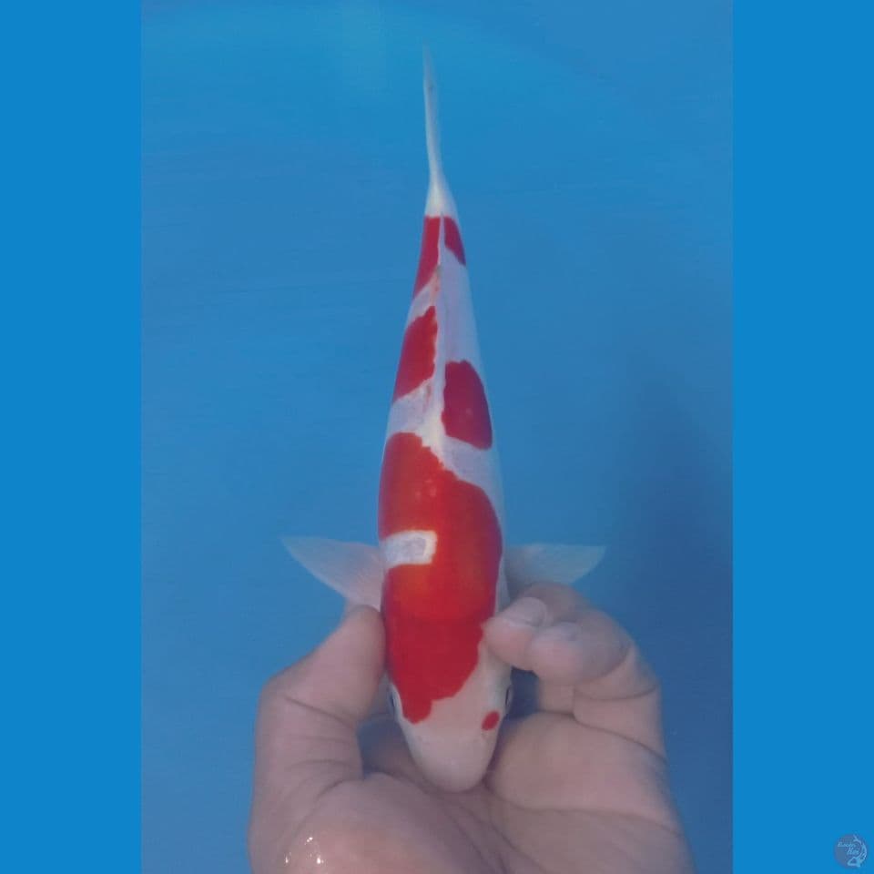 INAZUMA 26CM