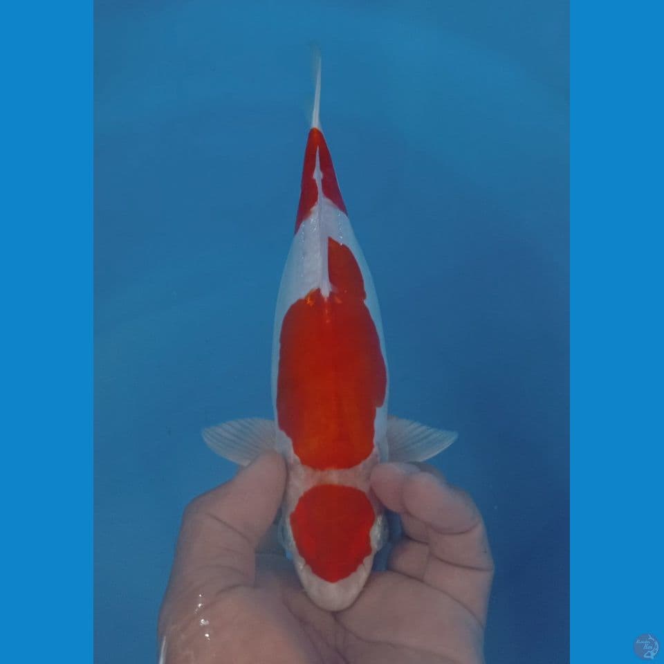 MARUTEN 29CM