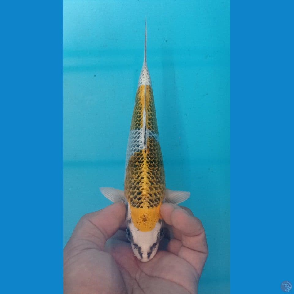 YELOW 23CM