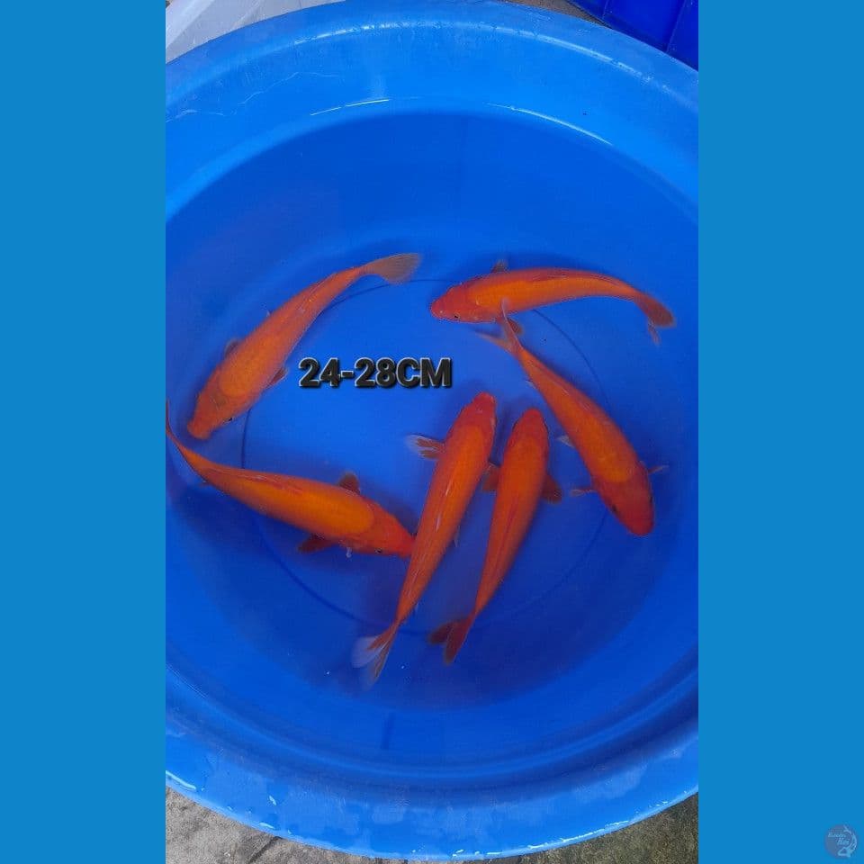 24-28CM paket BENCHA