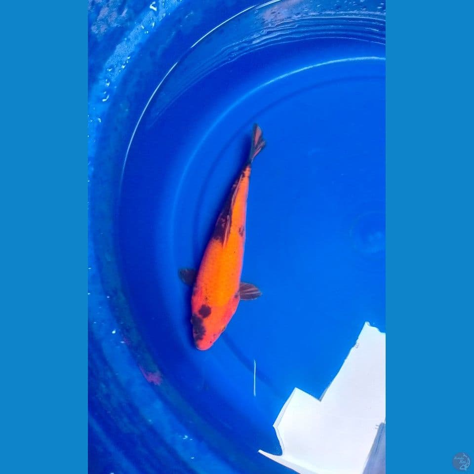 Hi-Utsuri Bahan Keep 24cm™
