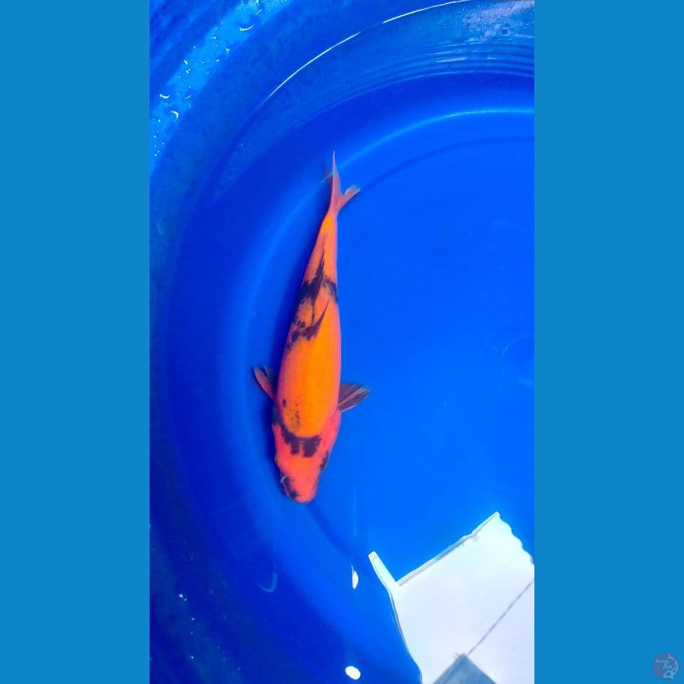 Hi-Utsuri Bahan Keep 25cm™