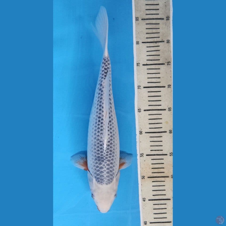 Asagi 40 cm