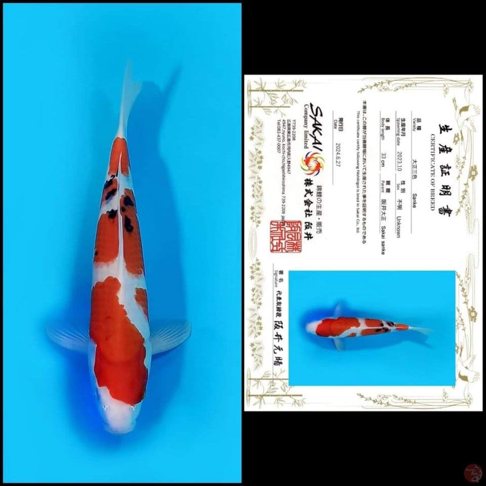 Sanke Sakai 30 cm