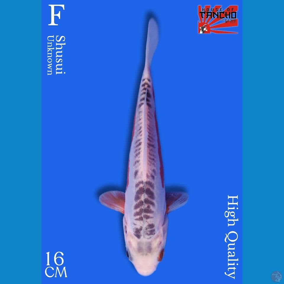 Shusui 16cm HQ
