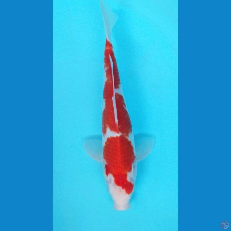 Kohaku 30Cm