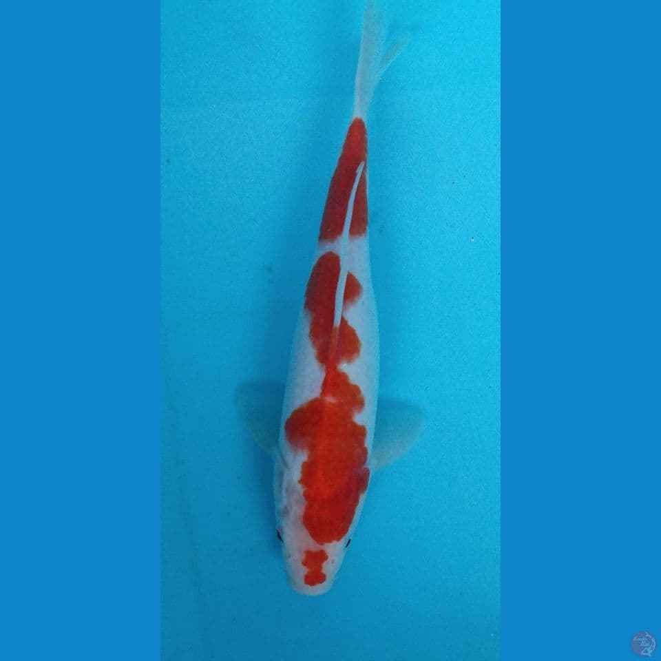 Kohaku 30Cm