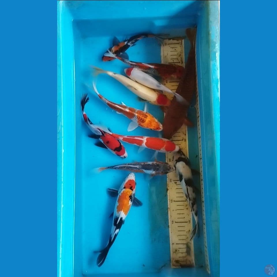 mix 21-29cm 11 ekor