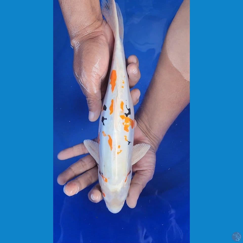 33cm Hesei Nishiki