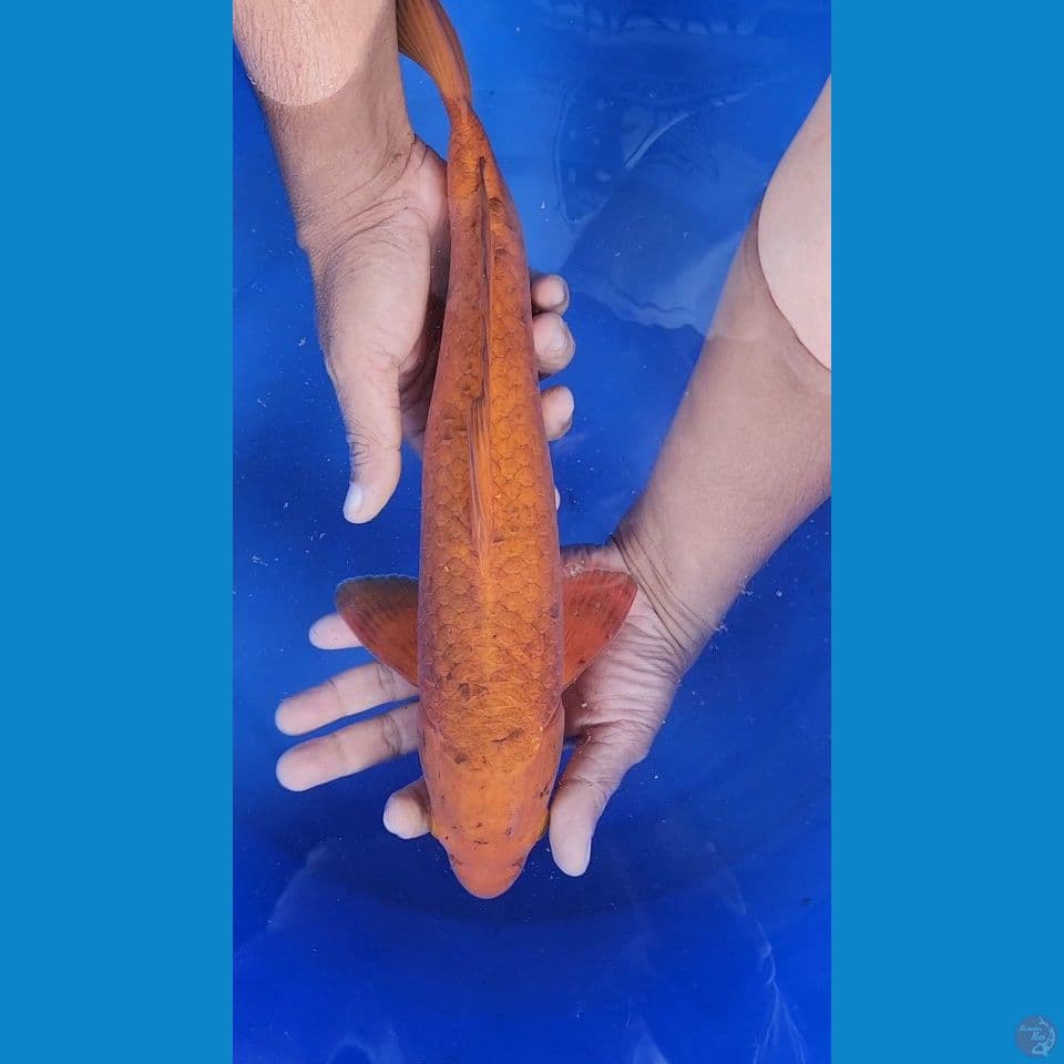36cm Karamel
