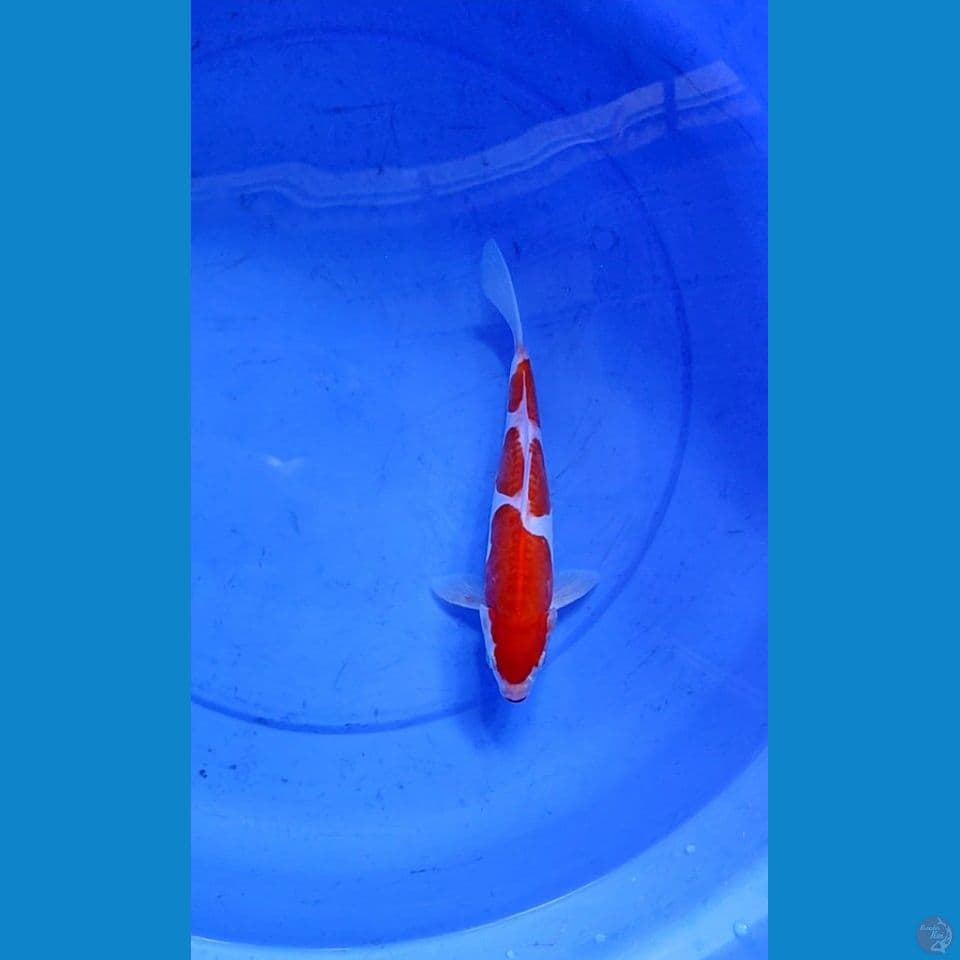 KOHAKU DOITSU MALE 26 CM