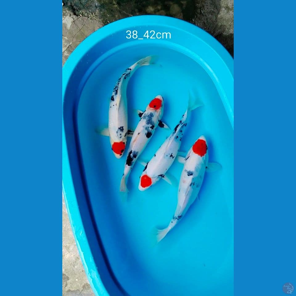 tc showa tategoi 38_42cm