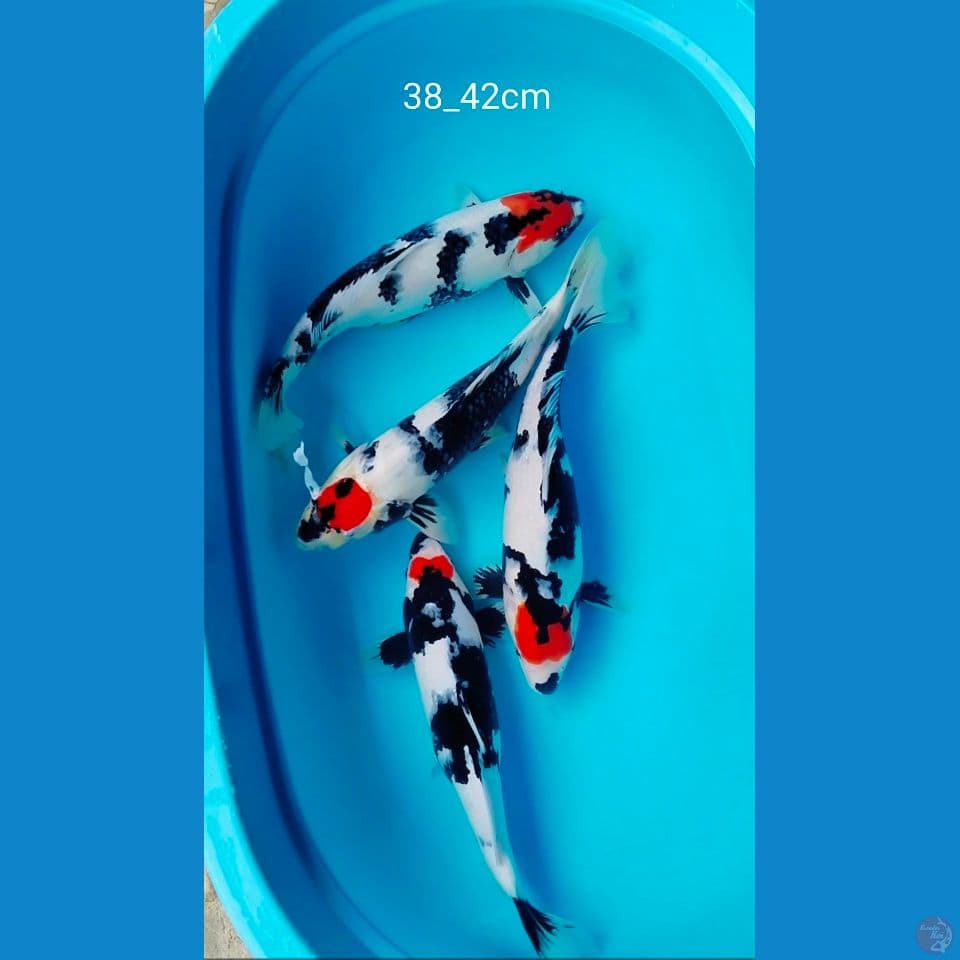 tc showa sqyu 38_42cm