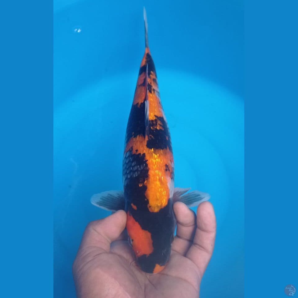 KI SHOWA 32CM