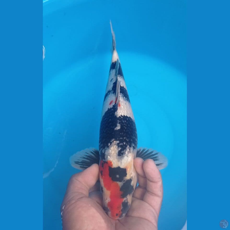 SHOWA 34CM