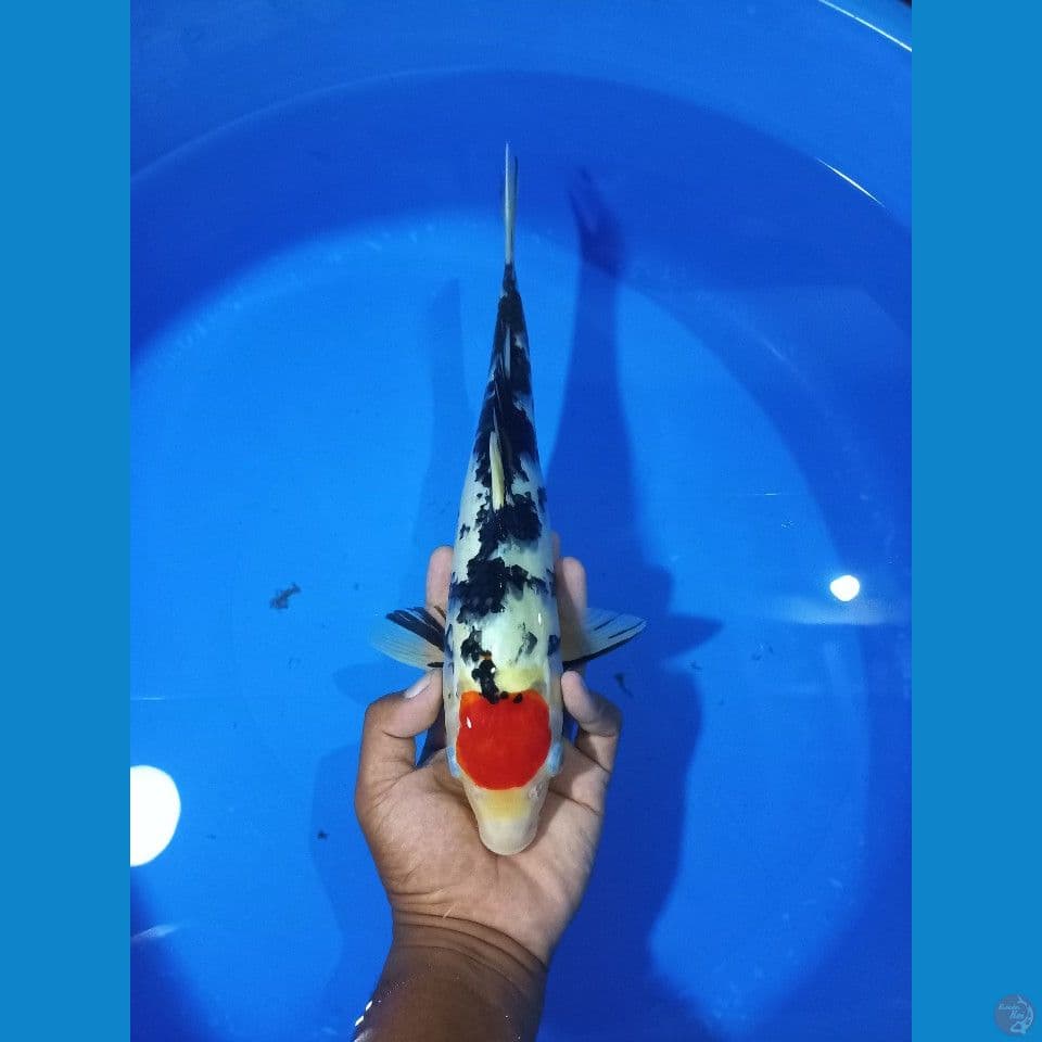 Tancho sanke 33cm Male