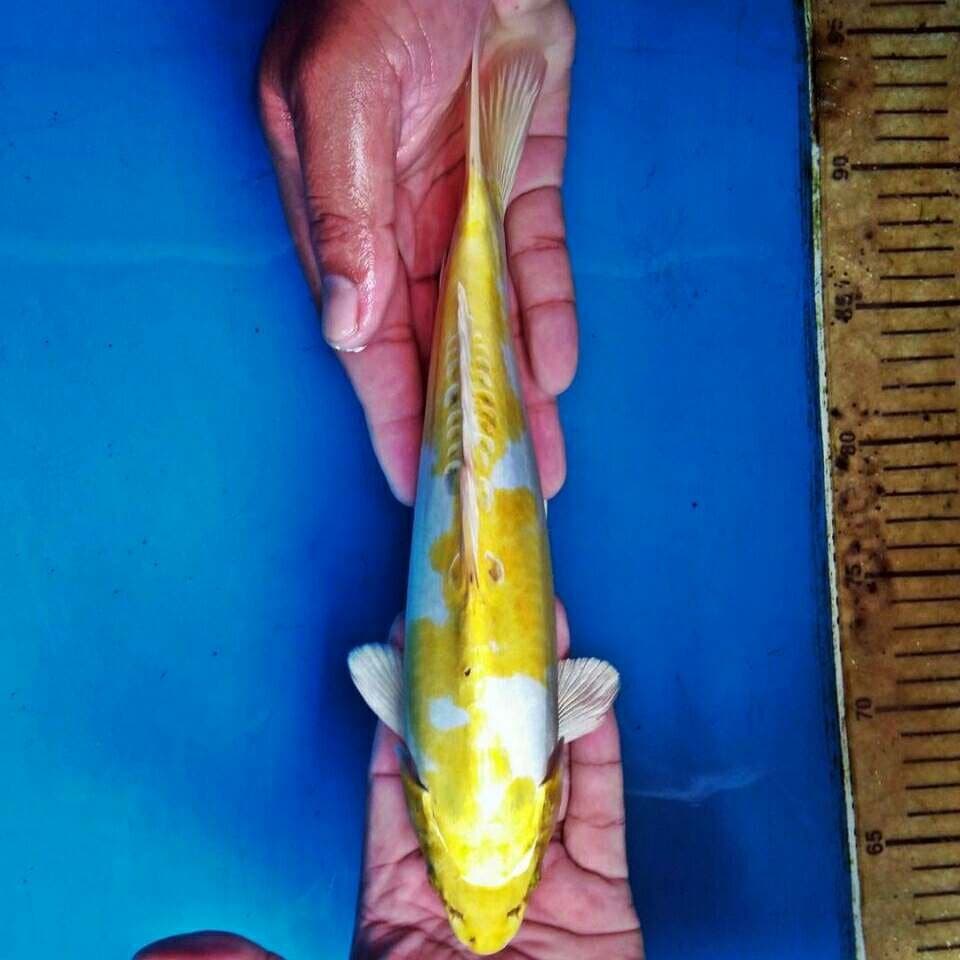 Hariwake