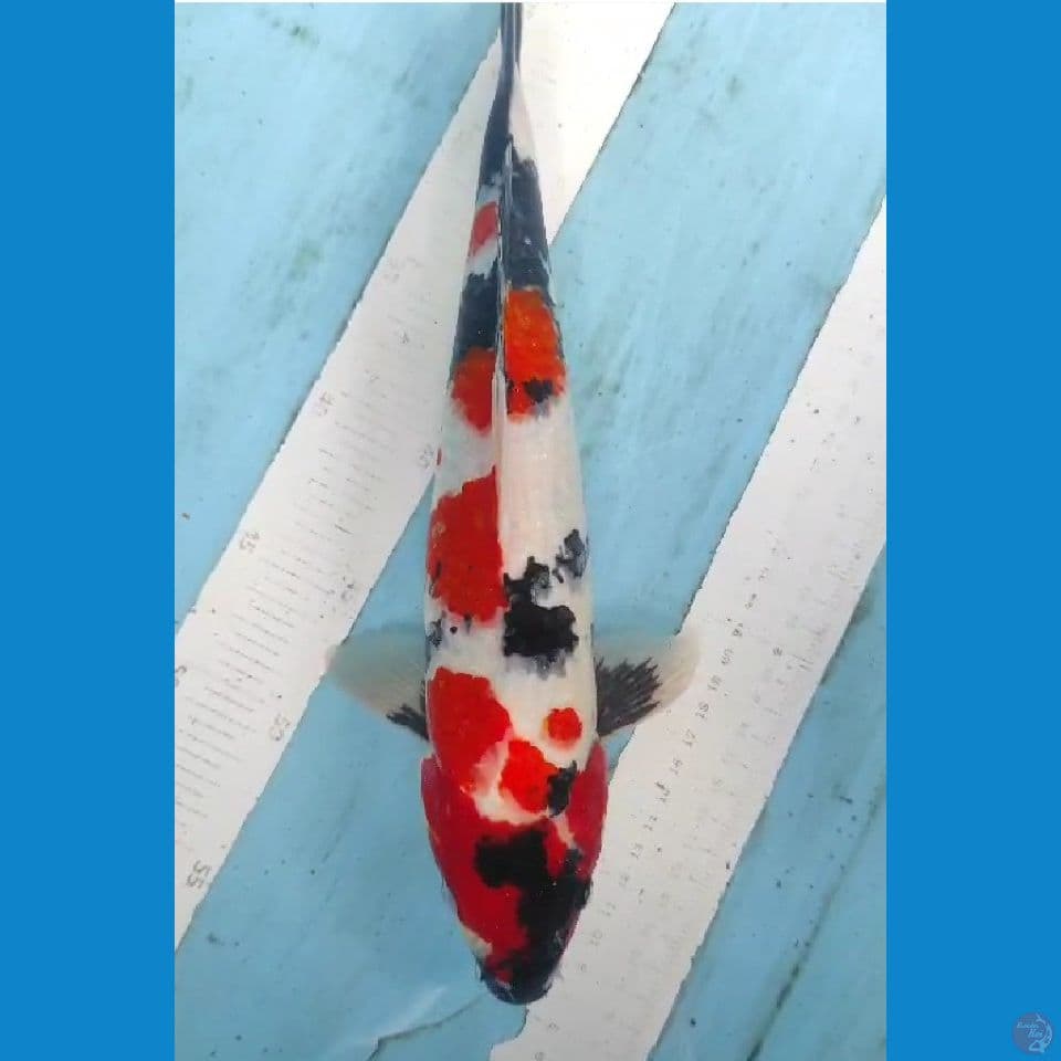 showa 35cm jantan