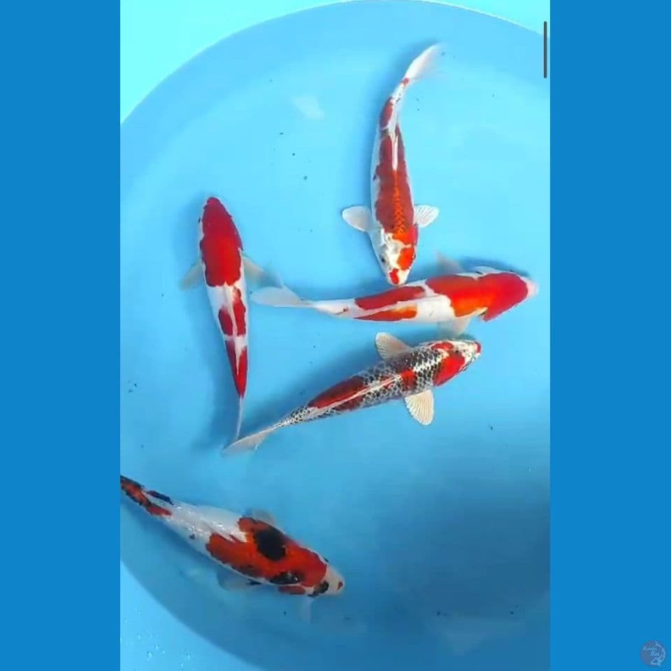 27-32cm mix 5 ekor