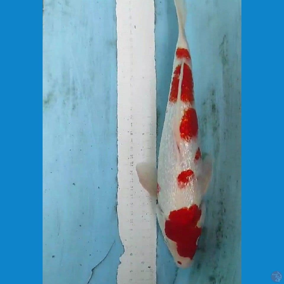 kohaku 35cm jantan