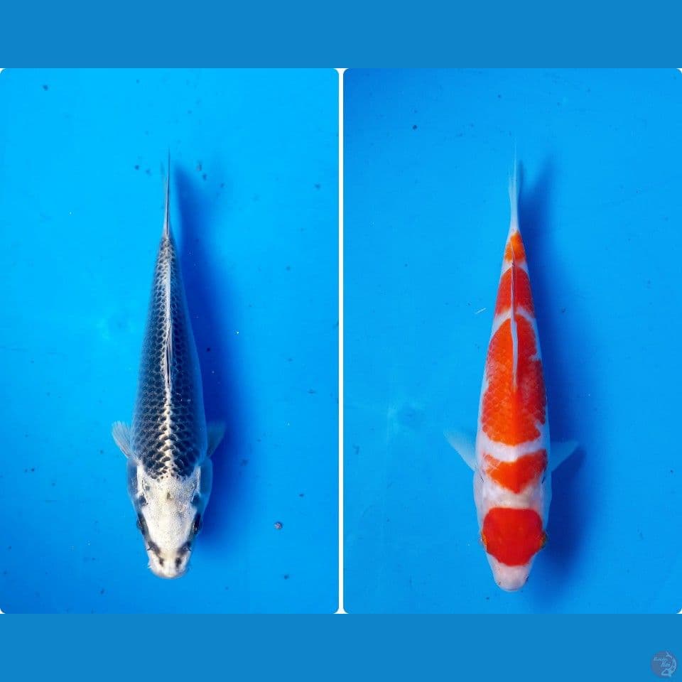 mix 19-21cm