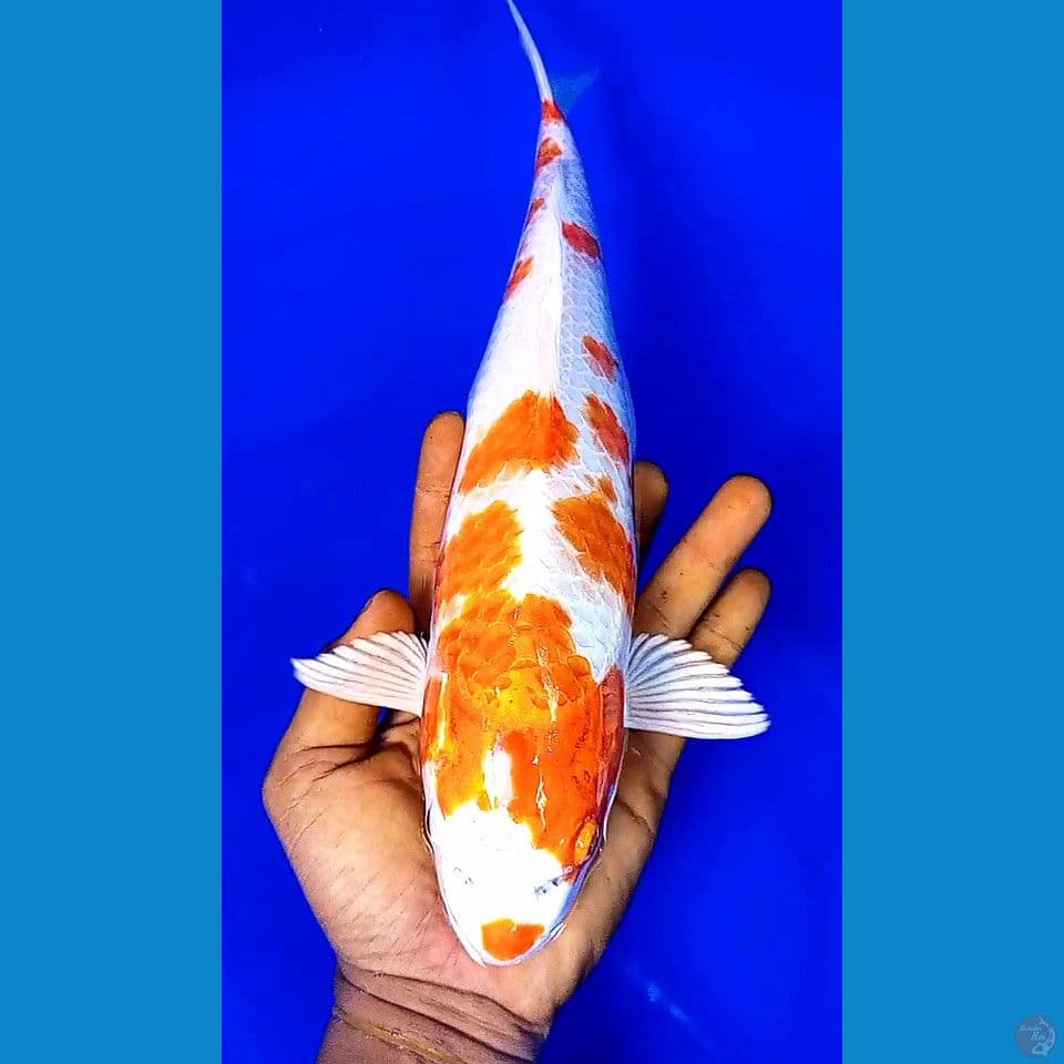33cm sakura ogon