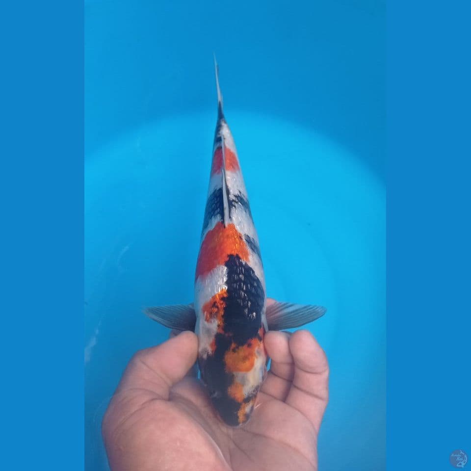 SHOWA GINRIN 27CM