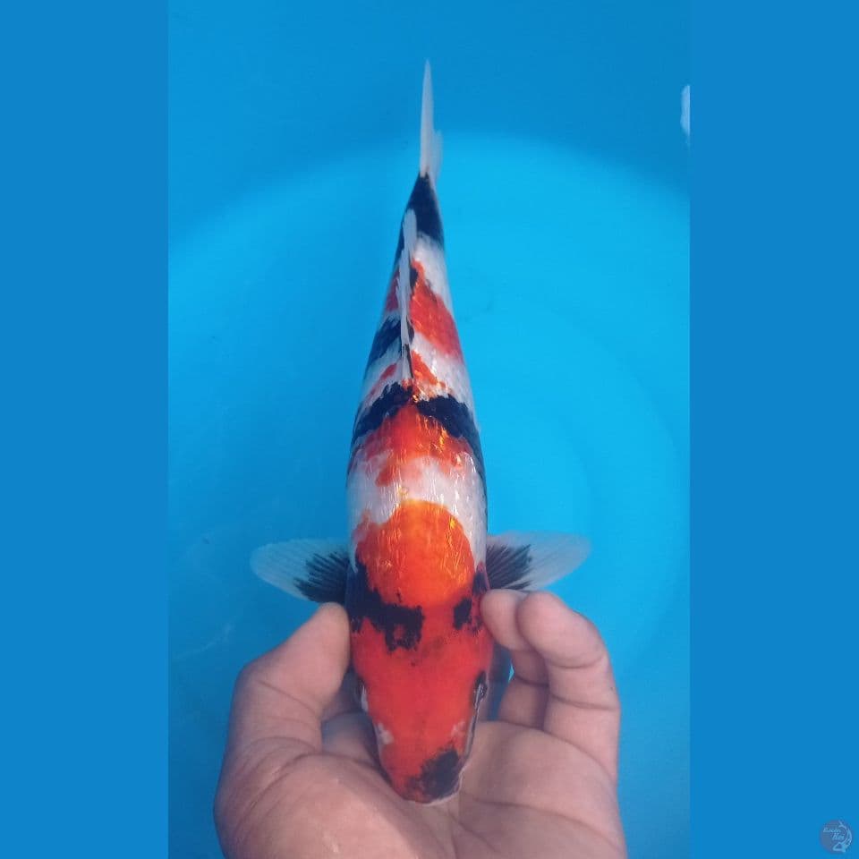 SHOWA GINRIN 30CM