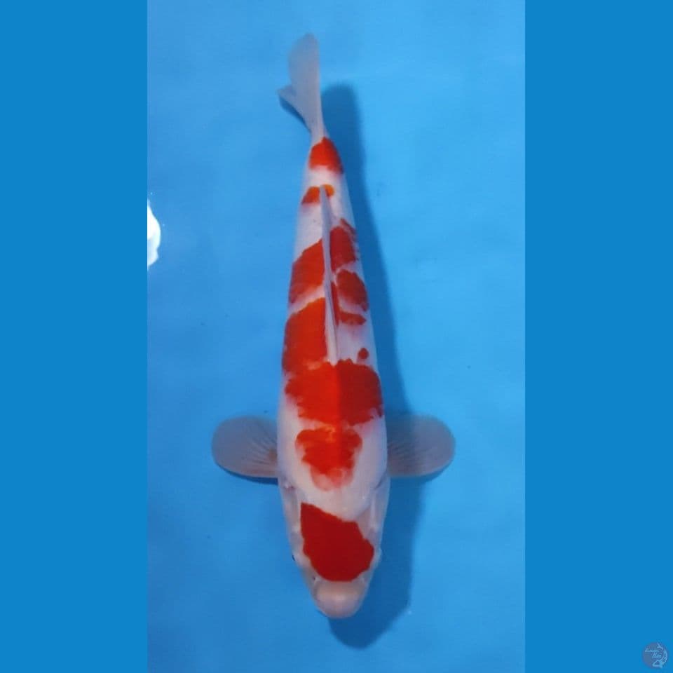 KOHAKU ORI 40CM - FEEMALE