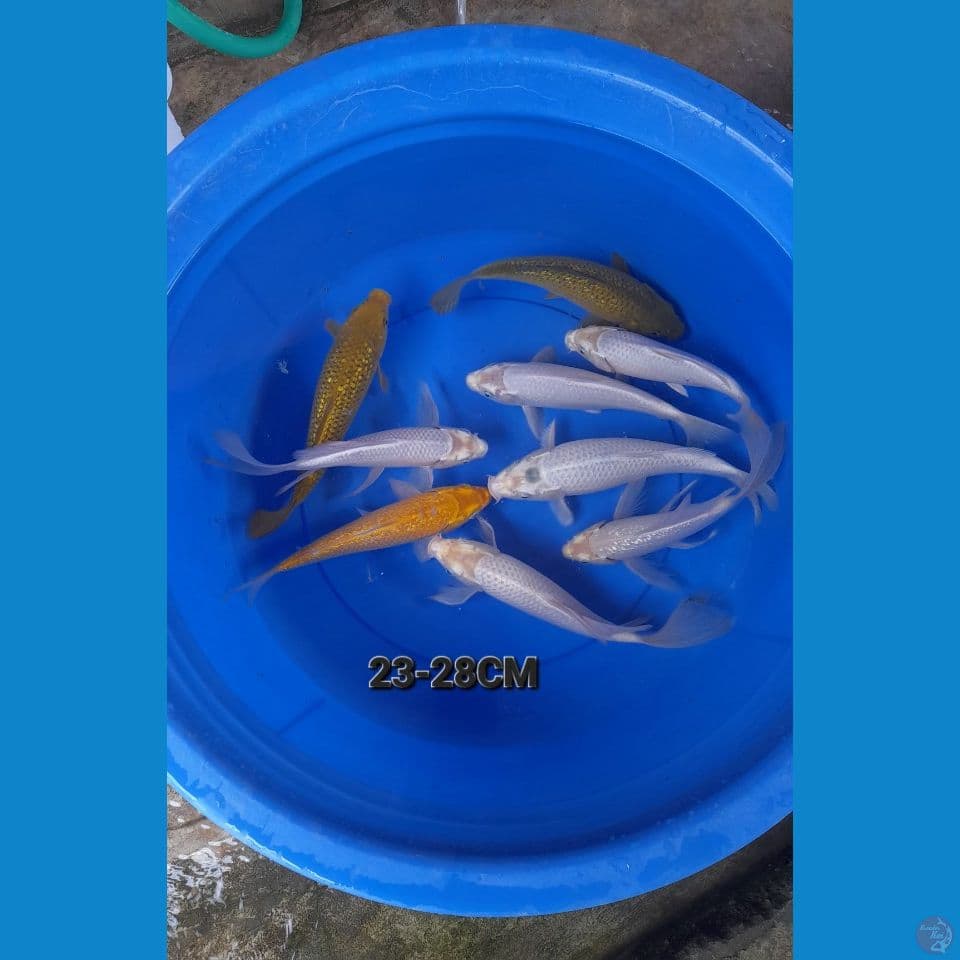 23-28CM MIX