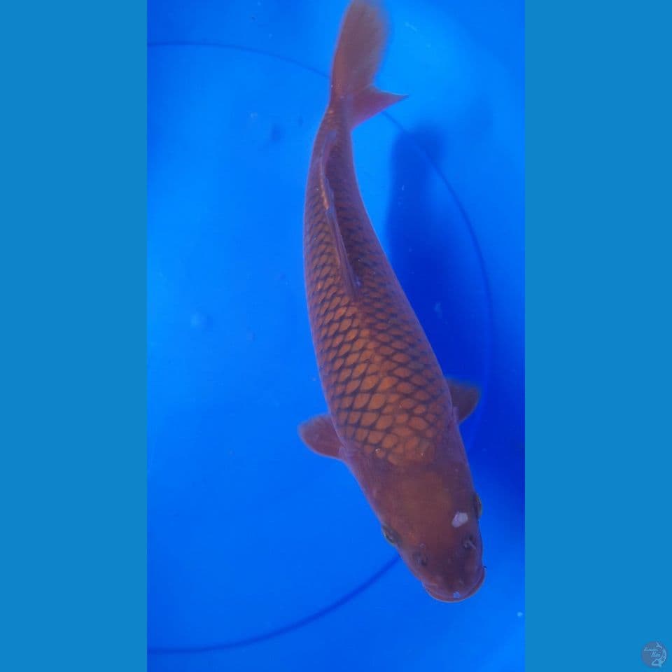 30CM CHAGOI
