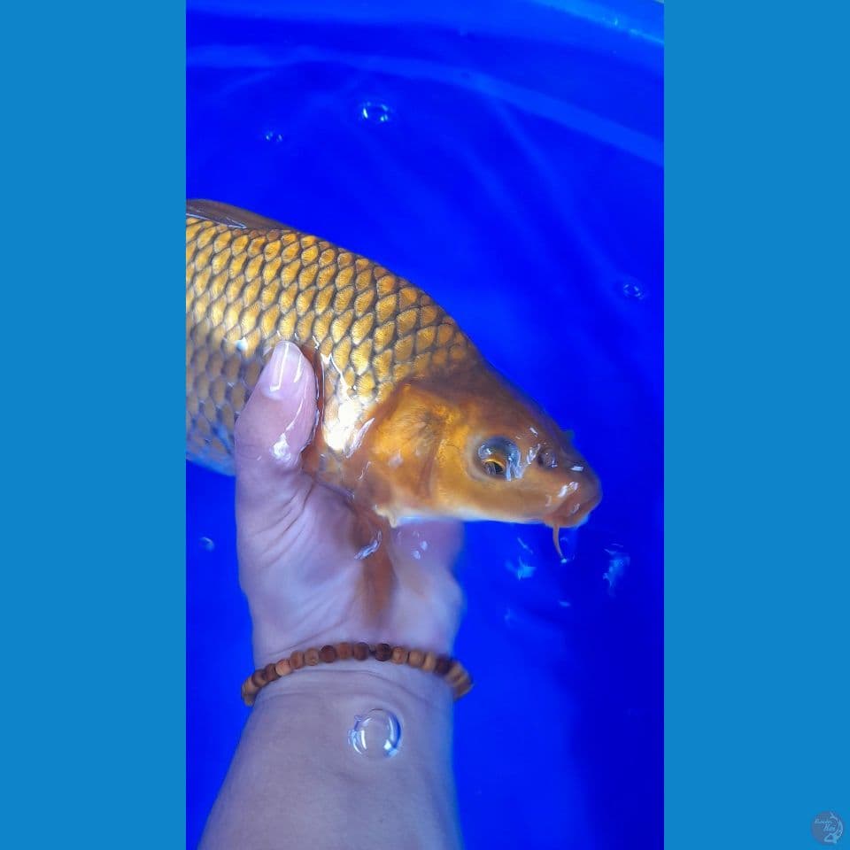 30CM CHAGOI