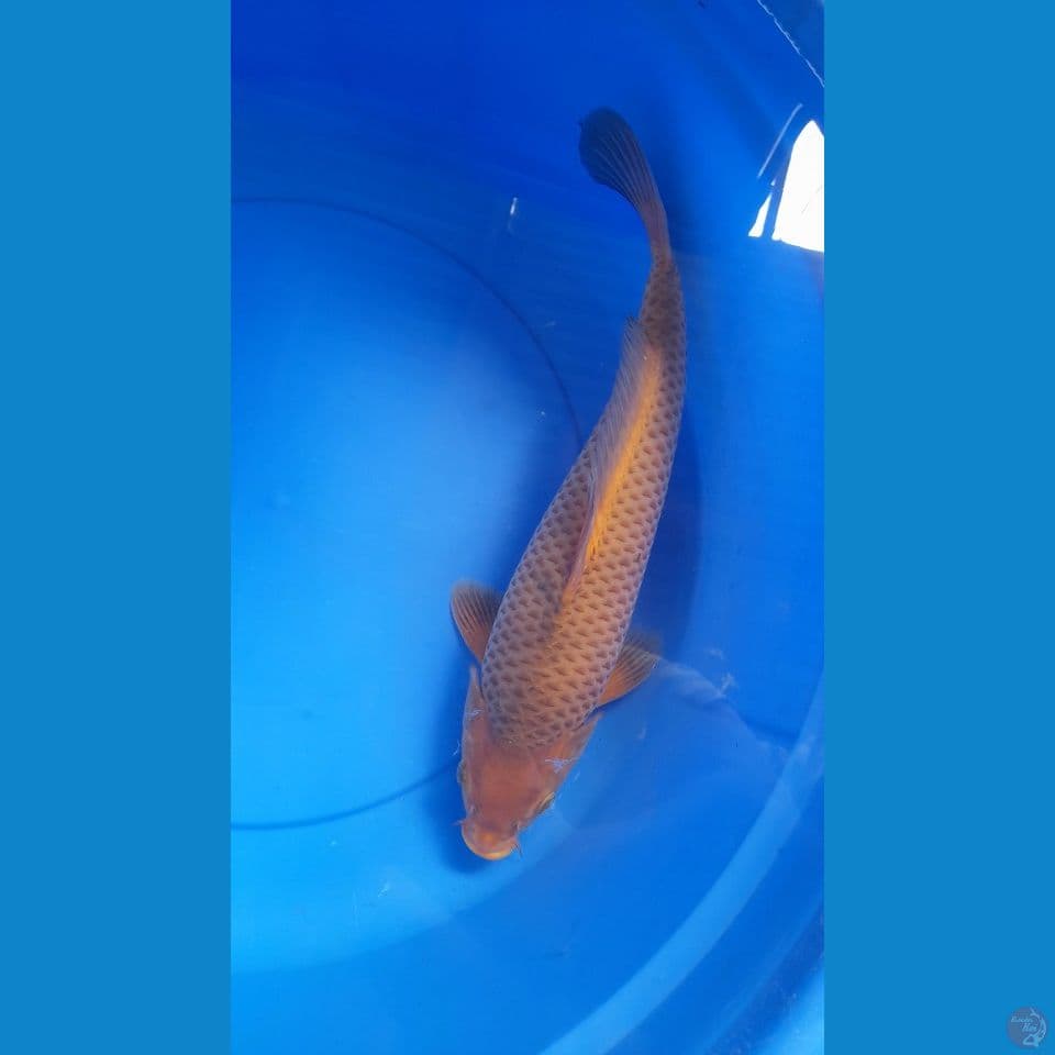 40CM CARAMEL