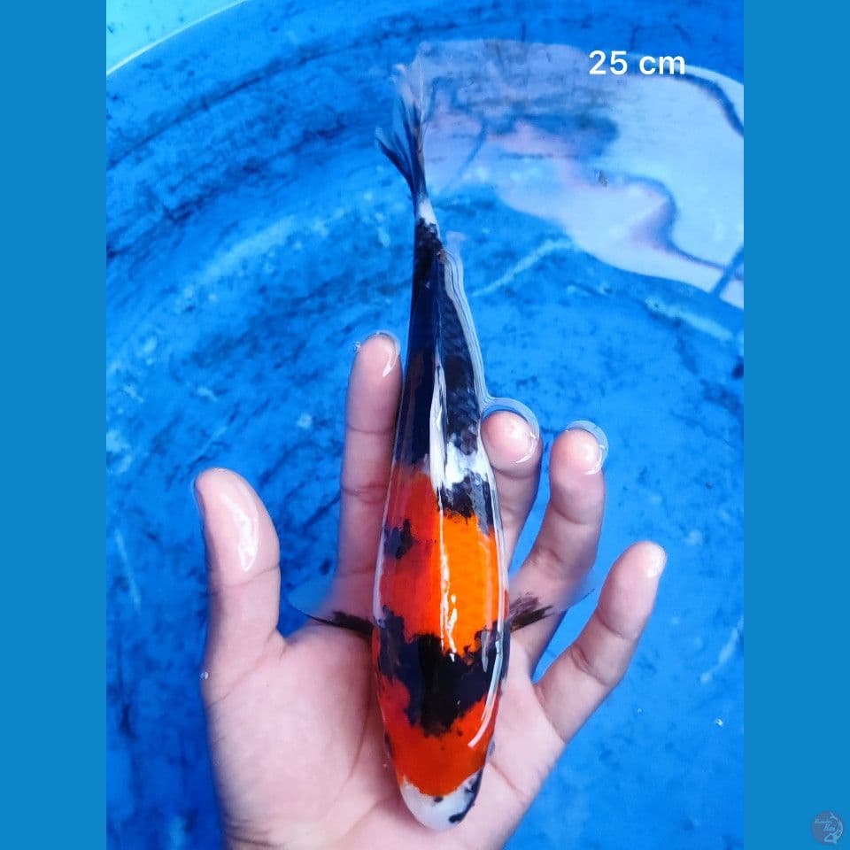Showa 25 cm