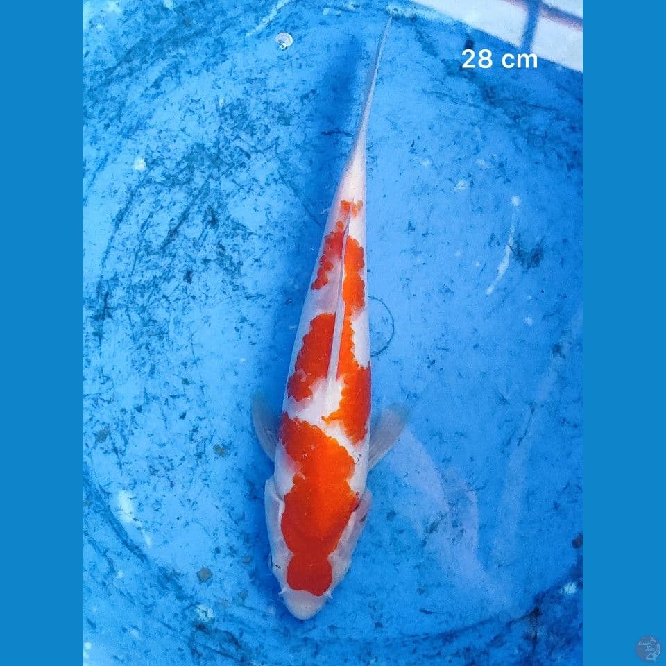Good One Kohaku HQ 28 cm male