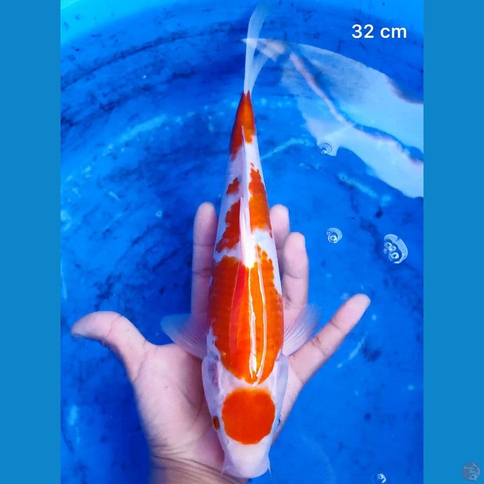 Original Maruten Kohaku 32 cm