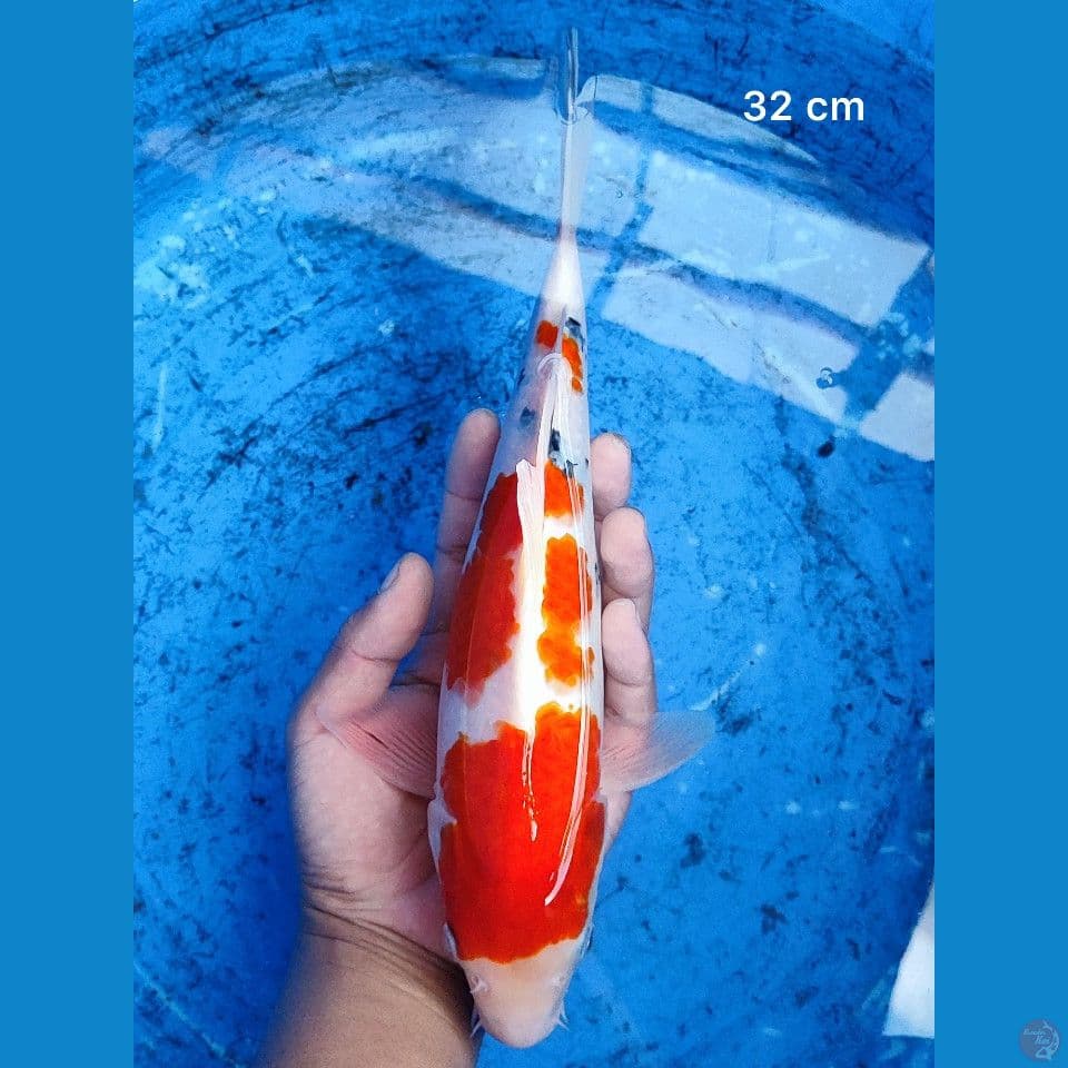 Good One Sanke 32 cm