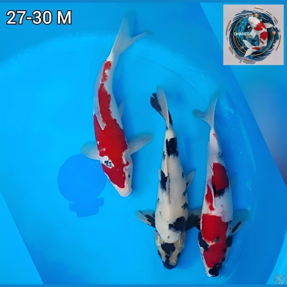 2 Ekor Showa Merah Strong 1 Ekor Shiro Original 27-30cm Jantan