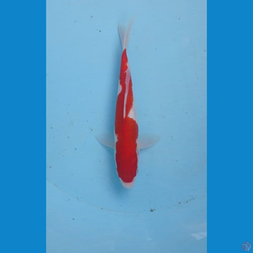 inazuma, 20 cm