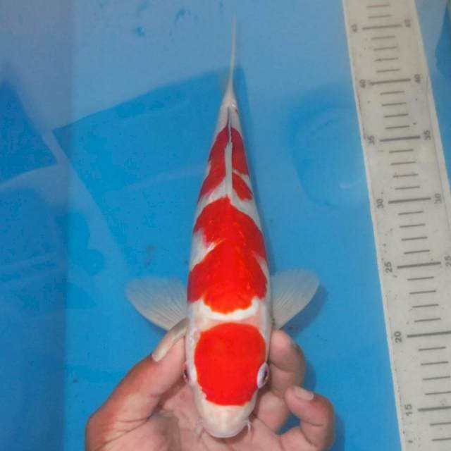 KINGINRIN KOHAKU MARUTEN