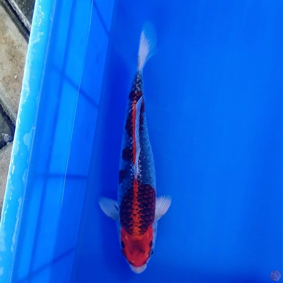 KUJAKU ORI 34CM