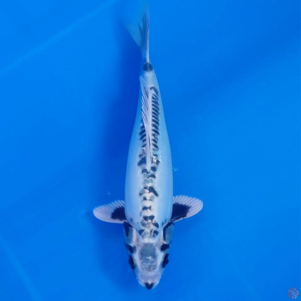 KIKOKURYU MULUS 28CM
