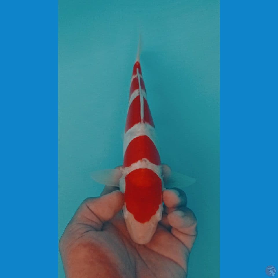 DOITSU 27CM