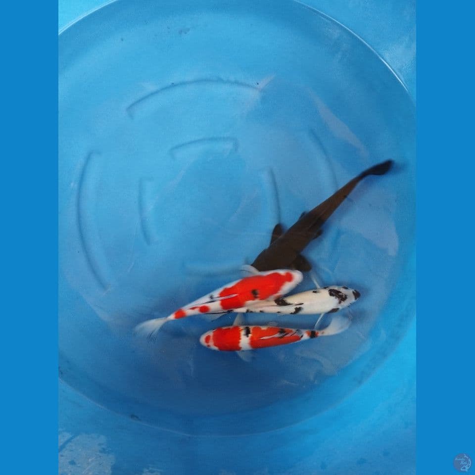 mix 33-42cm