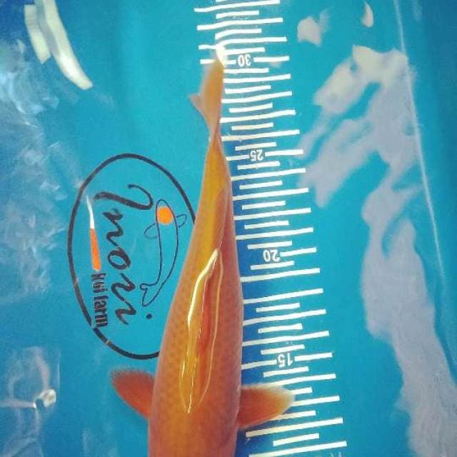 Cagoi 20 cm