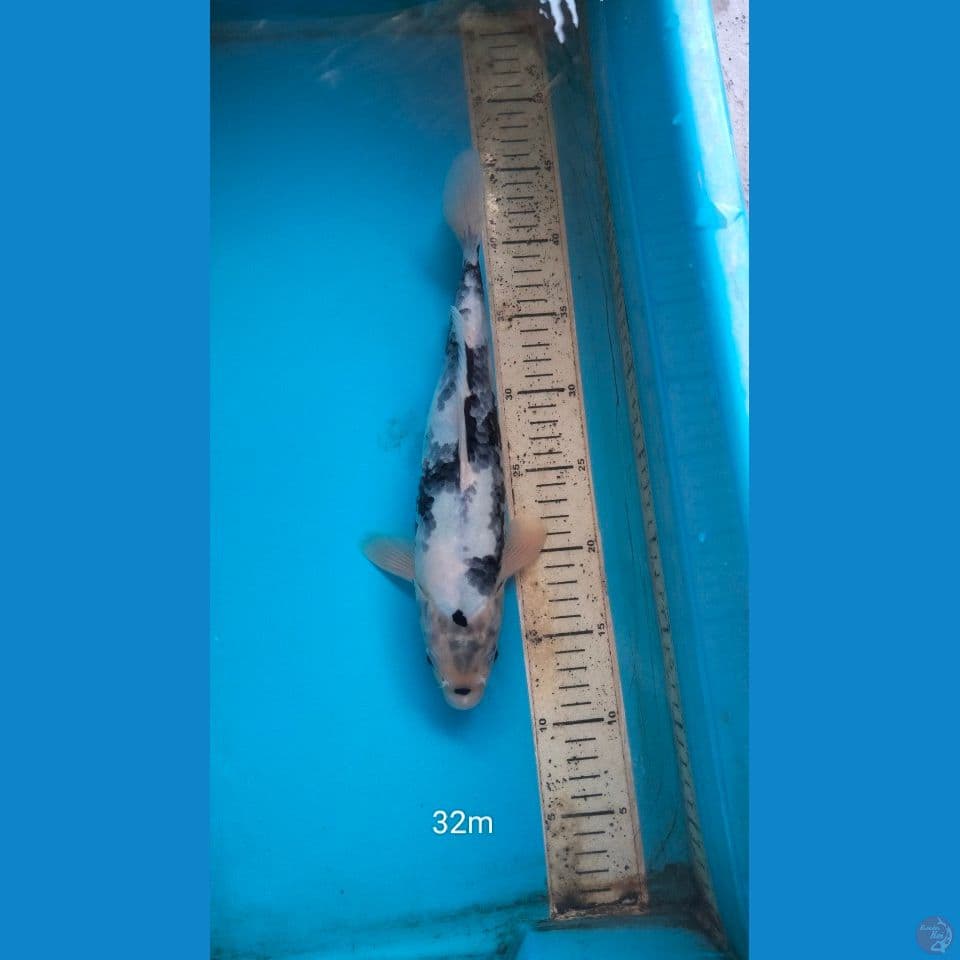 shiro 32cm