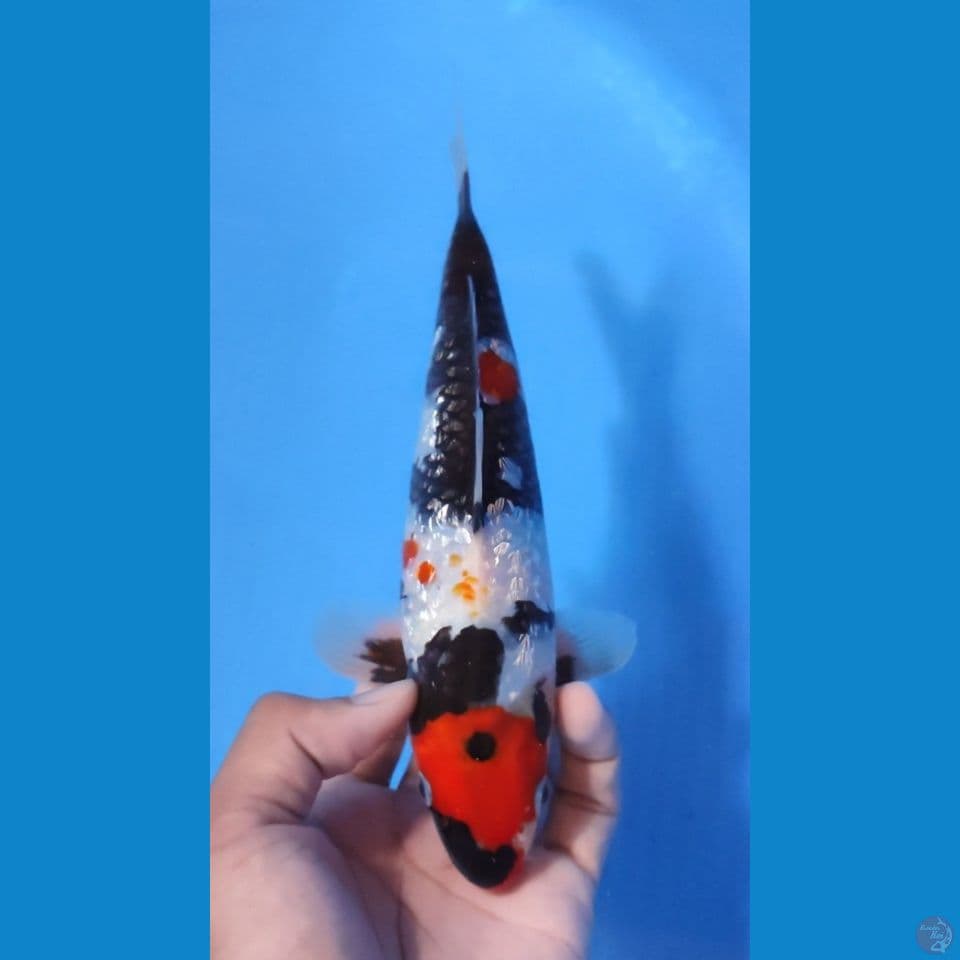 SHOWA MARUTEN GINRIN 20CM - MALE