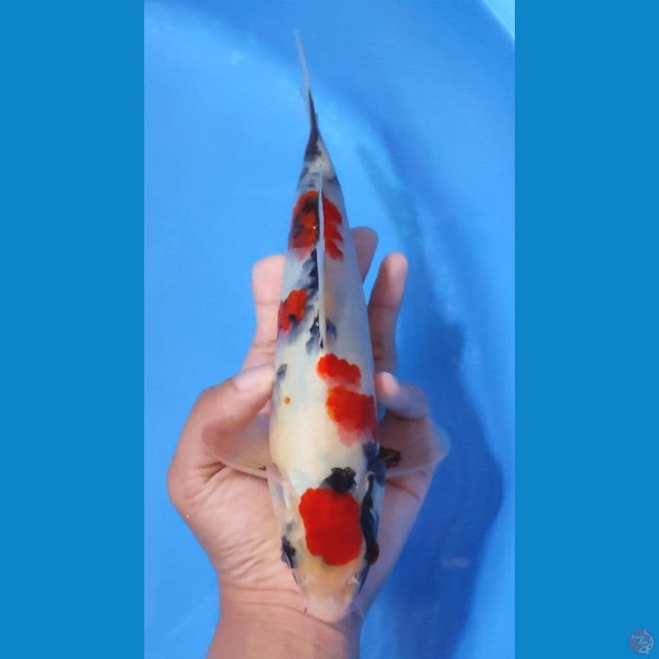 SHOWA MARUTEN TATEGOI 28CM - MALE