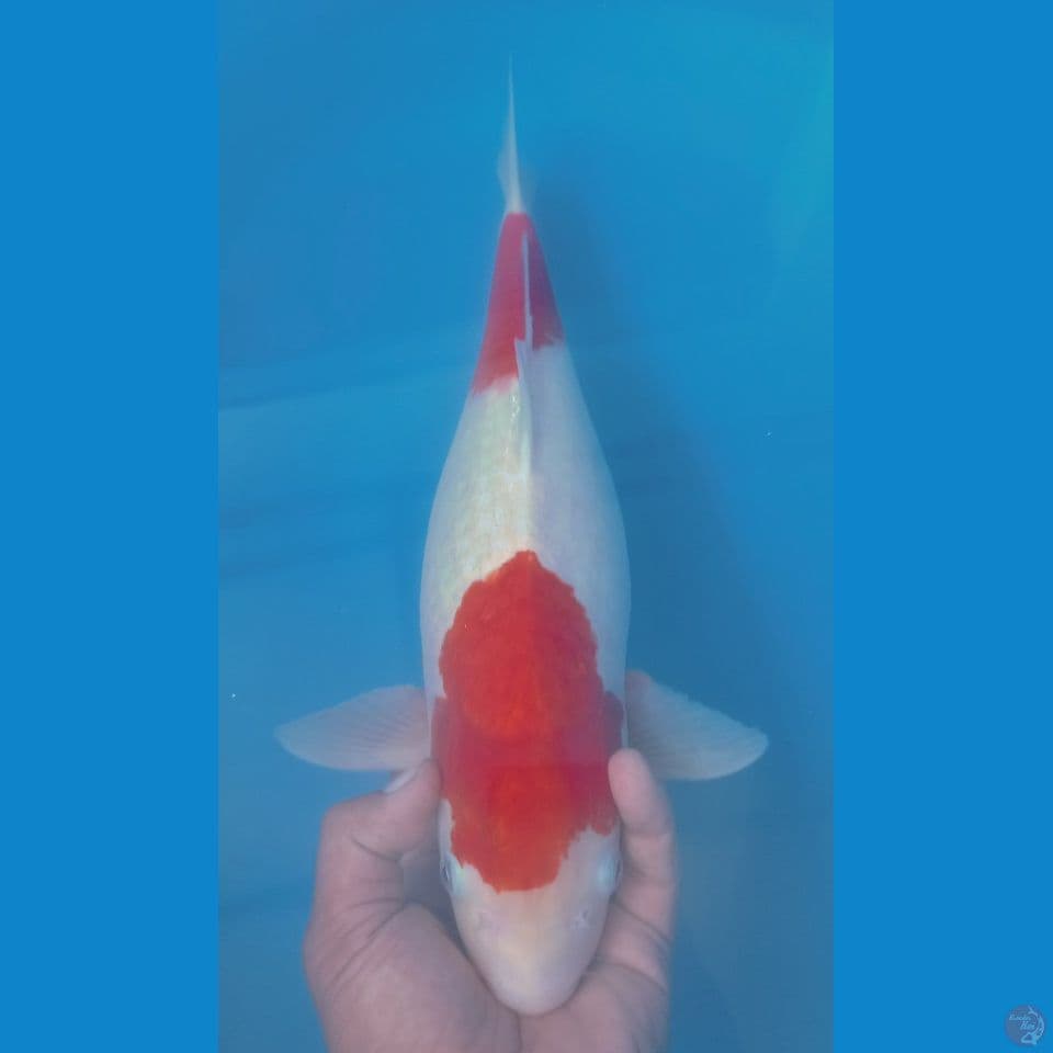 CALON INDUK 46CM